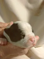 processed/fe34cd64-d381-47da-9739-cf19ee4c5070/listing/799e66a6-bf7c-4762-a0f7-18fc218090d4/46c25ae9-7314-41b8-8b6b-8aa3d4023d85