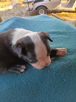 processed/fe34cd64-d381-47da-9739-cf19ee4c5070/listing/799e66a6-bf7c-4762-a0f7-18fc218090d4/9060d585-7dc4-4bfc-91b9-661b12c46d4d