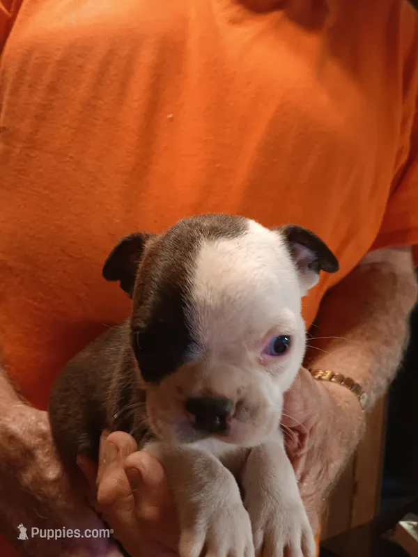 AKC Hadsel  Male – Boston Terrier puppy for sale in Avon Park, FL