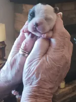 AKC Harry  Male, a  Boston Terrier for sale in Avon Park, FL – 3 of 4
