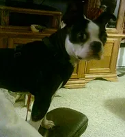 AKC BUDDY MALE, a  Boston Terrier for sale in Avon Park, FL – 2 of 4