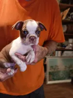 AKC BUDDY MALE, a male Boston Terrier for sale in Avon Park, FL – 9 of 10