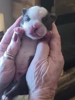 AKC BUDDY MALE, a  Boston Terrier for sale in Avon Park, FL – 4 of 4