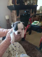 AKC Hadsel  Male, a male Boston Terrier for sale in Avon Park, FL – 2 of 8