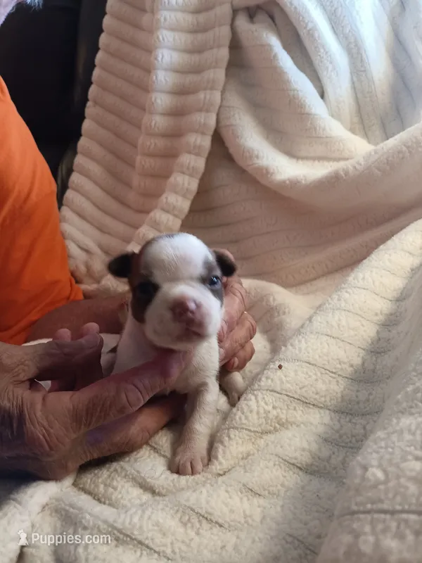 AKC KELSON   male – Boston Terrier puppy for sale in Avon Park, FL