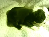 AKC Male 4, a male Boston Terrier for sale in Avon Park, FL – Photo 3 of 5