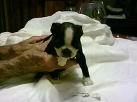 AKC Male 4, a male Boston Terrier for sale in Avon Park, FL – Photo 1 of 5