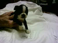 AKC Male 4, a male Boston Terrier for sale in Avon Park, FL – Photo 4 of 5