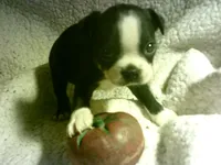 AKC Male 4, a male Boston Terrier for sale in Avon Park, FL – Photo 2 of 5