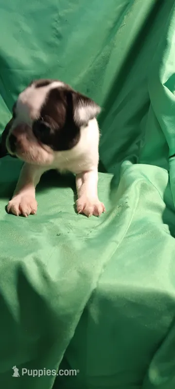CKC Paul – Boston Terrier puppy for sale in Avon Park, FL