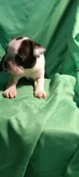CKC Paul, a male Boston Terrier for sale in Avon Park, FL – 1 of 6