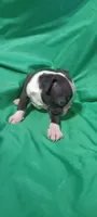 CKC Pansy, a female Boston Terrier for sale in Avon Park, FL – 2 of 5