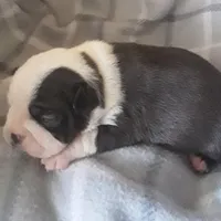 AKC boy, a male Boston Terrier for sale in Avon Park, FL – Photo 4 of 5