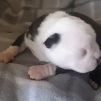 AKC boy, a male Boston Terrier for sale in Avon Park, FL – Photo 5 of 5