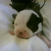 AKC boy, a male Boston Terrier for sale in Avon Park, FL – Photo 1 of 5