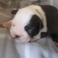 AKC boy, a male Boston Terrier for sale in Avon Park, FL – Photo 2 of 5