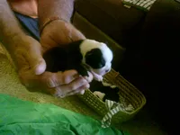 Akc Candy, a female Boston Terrier for sale in Avon Park, FL – Photo 1 of 3