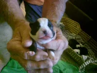 Akc Candy, a female Boston Terrier for sale in Avon Park, FL – Photo 2 of 3