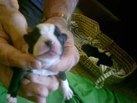 Akc Candy, a female Boston Terrier for sale in Avon Park, FL – Photo 3 of 3