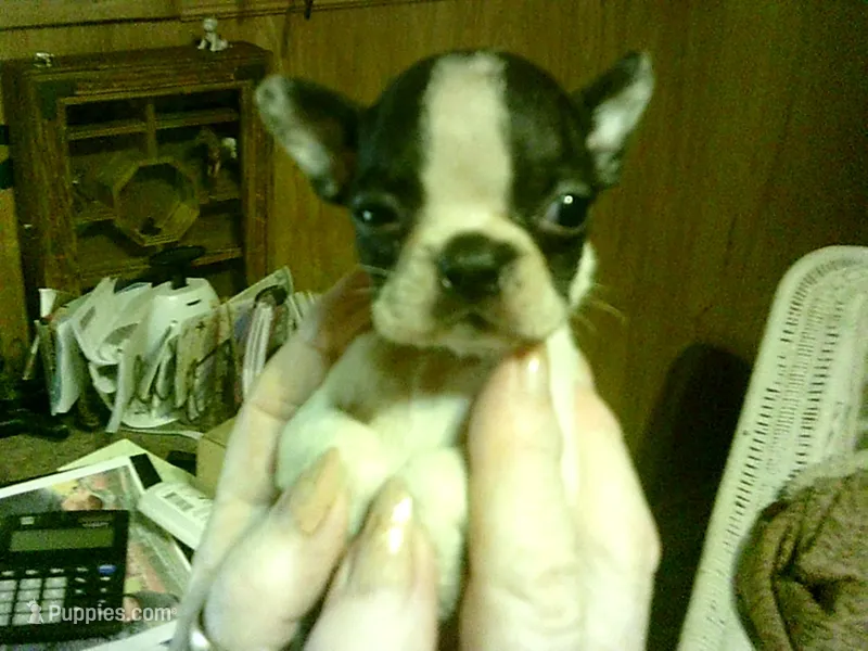 AKC rufus, a male Boston Terrier for sale in Avon Park, FL – Photo 1 of 3