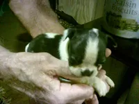 AKC rufus, a male Boston Terrier for sale in Avon Park, FL – Photo 2 of 3