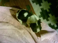 AKC rufus, a male Boston Terrier for sale in Avon Park, FL – Photo 3 of 3