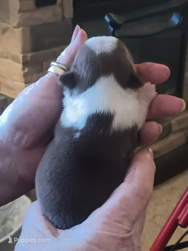 AKC mARK MALE – Boston Terrier puppy for sale in Avon Park, FL