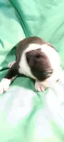 CKC Peggy, a female Boston Terrier for sale in Avon Park, FL – 6 of 6