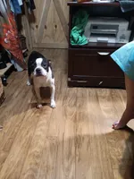 AKC Carter, a male Boston Terrier for sale in Avon Park, FL – 3 of 3