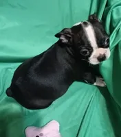 CKC Dottie, a female Boston Terrier for sale in Avon Park, FL – 1 of 4