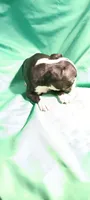 CKC Poppy, a female Boston Terrier for sale in Avon Park, FL – 4 of 5