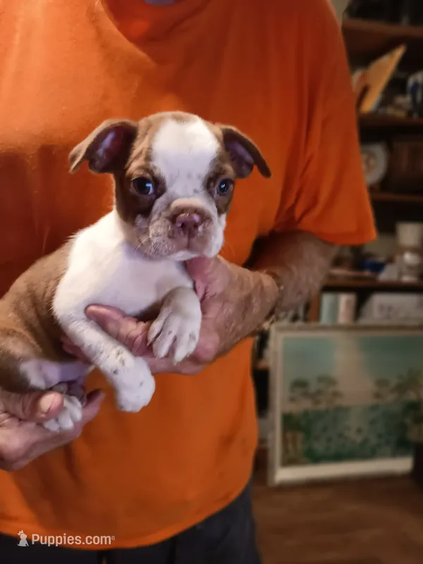 AKC BUDDY MALE – Boston Terrier puppy for sale in Avon Park, FL