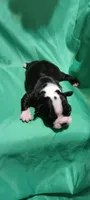 CKC Poppy, a female Boston Terrier for sale in Avon Park, FL – Photo 2 of 2