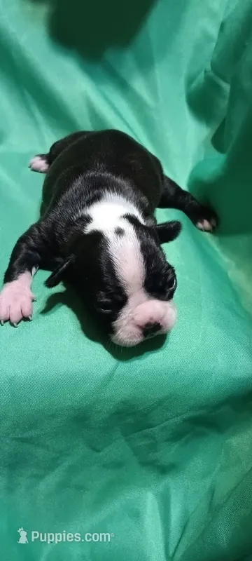 CKC Poppy, a female Boston Terrier for sale in Avon Park, FL – Photo 1 of 2