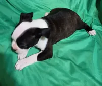 CKC Peggy, a female Boston Terrier for sale in Avon Park, FL – 5 of 6