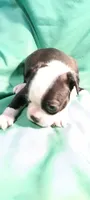 CKC Peggy, a female Boston Terrier for sale in Avon Park, FL – 5 of 6
