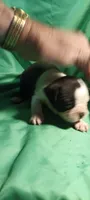 CKC Paul, a male Boston Terrier for sale in Avon Park, FL – 2 of 6