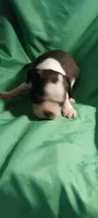 CKC Paul, a male Boston Terrier for sale in Avon Park, FL – 3 of 6