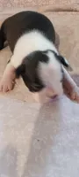 CKC Pansy, a female Boston Terrier for sale in Avon Park, FL – Photo 2 of 3