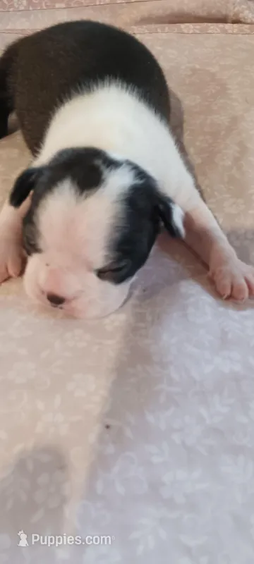 CKC Pansy, a female Boston Terrier for sale in Avon Park, FL – Photo 1 of 3