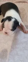 CKC Pansy, a female Boston Terrier for sale in Avon Park, FL – Photo 1 of 3