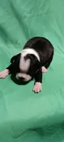 CKC Pansy, a female Boston Terrier for sale in Avon Park, FL – Photo 3 of 3