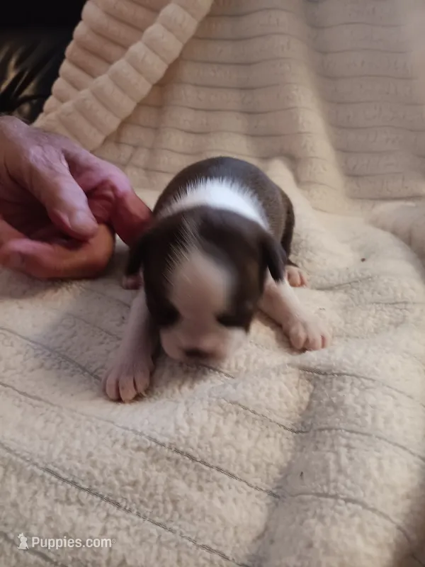AKC Patty Girl – Boston Terrier puppy for sale in Avon Park, FL
