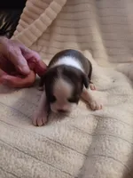 AKC Patty Girl, a  Boston Terrier for sale in Avon Park, FL – 1 of 5
