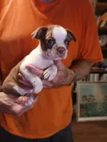 AKC BUDDY MALE, a male Boston Terrier for sale in Avon Park, FL – 4 of 10