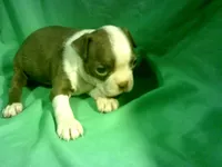 Willow, a female Boston Terrier for sale in Avon Park, FL – Photo 3 of 3