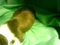 Willow, a female Boston Terrier for sale in Avon Park, FL – Photo 2 of 3