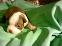 Willow, a female Boston Terrier for sale in Avon Park, FL – Photo 1 of 3