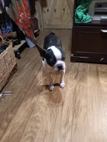 AKC Carter, a male Boston Terrier for sale in Avon Park, FL – 2 of 3