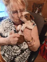 AKC BUDDY MALE, a male Boston Terrier for sale in Avon Park, FL – 8 of 10
